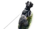 Remote Pet Surveillance Pet Tracker Waterproof Collar Mounted GPS for Pet Size:S - Default