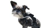 Remote Pet Surveillance Pet Tracker Waterproof Collar Mounted GPS for Pet Size:XL - Default