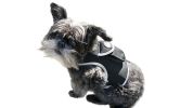 Pocket Waterproof Collar GPS Pet Locator Realtime Remote Surveillance Size:XXL - Default