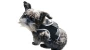 Pocket Collar Pet GPS Tracking Device Dog Cat Wireless Security System Size:S - Default
