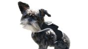Waterproof GPS Tag Pet Tracker Realtime Security Surveillance System Size:S - Default