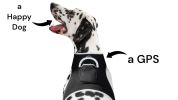 Pet Tracker Security Collar GPS for Pet Wireless GSM GPRS Tracking System Size:XL - Default