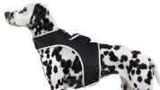 Waterproof GPS Tag Pet Tracker Realtime Security Surveillance System Size:L - Default