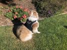 Wireless GPS Pet Security Surveillance Remote Tracking System Locator Size:S - Default