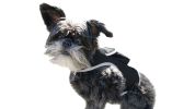 Realtime GPS Pet Tracker for Phone - Wireless Remote Pet Surveillance Size:L - Default